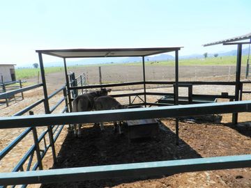 Tala - Rancho y Terreno en venta Cuisillos