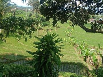 Tanah ngargoyoso 350m 175jt shm pekarangan