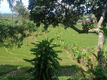 Tanah ngargoyoso 350m 175jt shm pekarangan