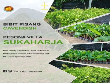 Kavling Kebun Murah Lokasi 2 KM dari Cafe Kodemang Bogor