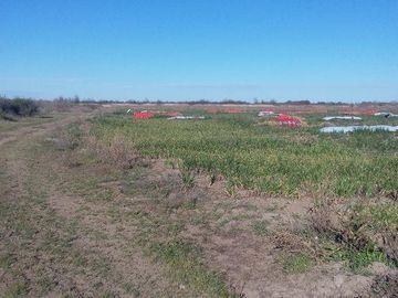 Campo | Ruta 250 al 200