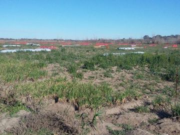 Campo | Ruta 250 al 200