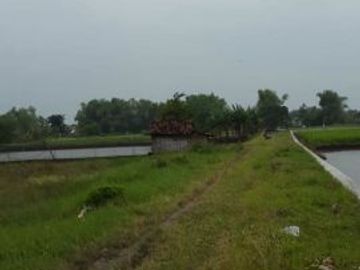 Tanah murah Gurang Anyar Cerme Gresik