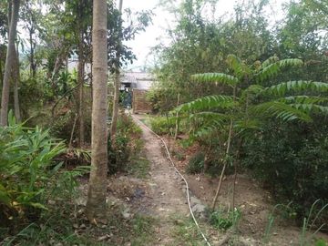 Jual Cepat Tanah Peternakan Sapi 15 Ha Di Cipanas Cianjur