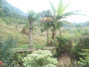 Jual Cepat Tanah Peternakan Sapi 15 Ha Di Cipanas Cianjur
