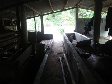 Jual Cepat Tanah Peternakan Sapi 15 Ha Di Cipanas Cianjur