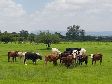 Preciosa Finca en Venta con todos Implementos y Maquinaria