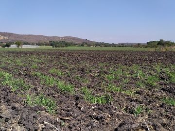 Venta de terreno Agrícola de riego de 10.0 Ha, en Puente de Ixtla, cuenta con uso de Suelo, habitacional, agroindustrial y de Servicios.