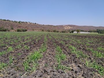 Venta de terreno Agrícola de riego de 10.0 Ha, en Puente de Ixtla, cuenta con uso de Suelo, habitacional, agroindustrial y de Servicios.
