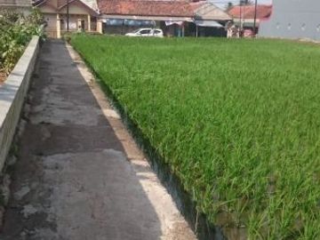 Tanah sawah produktif di Sukamanah, Cianjur | ATANGS