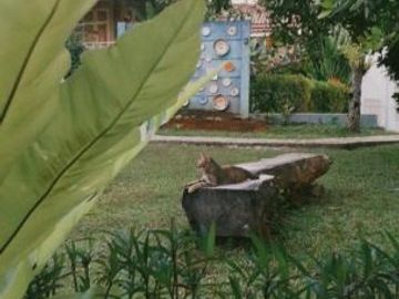 Villa Murah Mewah Luxury Kolam Renang Tanah Luas Di Jepara Jawa Tengah