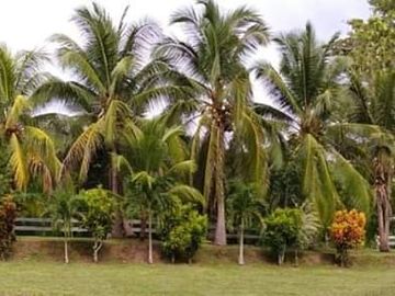 Centro recreativo de 2.5 hectáreas en venta, a 25 minutos de la ciudad de Tarapoto. Ver video!! 🎬