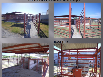 VENTA DE RASTRO TIF NORTE DE COAHUILA