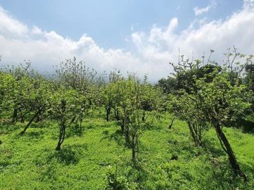 GOOD INVEST!!! Tanah hunian villa kebun apel produktif shm