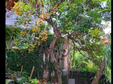 Rumah Siap Huni Bersih & Terawat,Ada Taman Depan & Belakang Di Pondok Labu