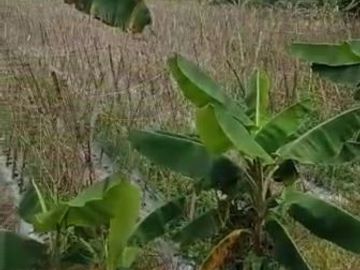 Tanah sawah bagus sumber air mengalir wanayasa Purwakarta