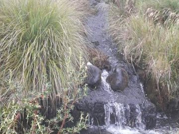 VENDO HACIENDA CON CRIADERO DE TRUCHAS EN EL ANGEL- CARCHI