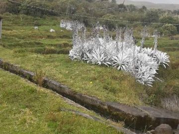 VENDO HACIENDA CON CRIADERO DE TRUCHAS EN EL ANGEL- CARCHI