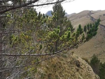 VENDO HACIENDA CON CRIADERO DE TRUCHAS EN EL ANGEL- CARCHI