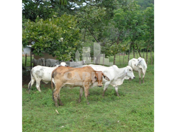 SE VENDE FINCA GANADERA EN DOS BOCAS - SON