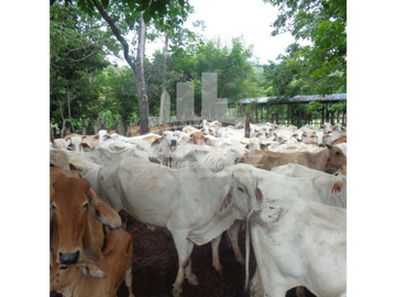 SE VENDE FINCA GANADERA EN DOS BOCAS - SON