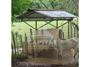 SE VENDE FINCA GANADERA EN DOS BOCAS - SON