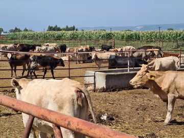 Venta Precioso Rancho en Aguascalientes al Pie de Carretera muy Completo