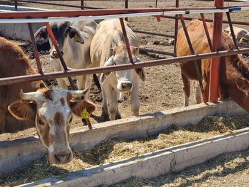 Venta Precioso Rancho en Aguascalientes al Pie de Carretera muy Completo