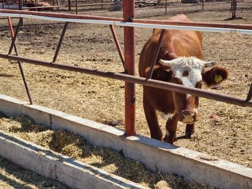 Venta Precioso Rancho en Aguascalientes al Pie de Carretera muy Completo