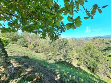 VENDO FINCA DE 12 HECTAREAS REFORESTADA