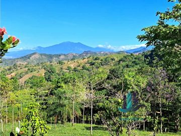 VENDO FINCA DE 12 HECTAREAS REFORESTADA