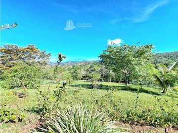 VENDO FINCA DE 12 HECTAREAS REFORESTADA