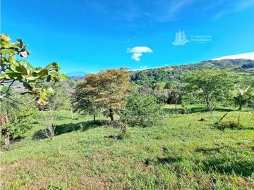 VENDO FINCA DE 12 HECTAREAS REFORESTADA