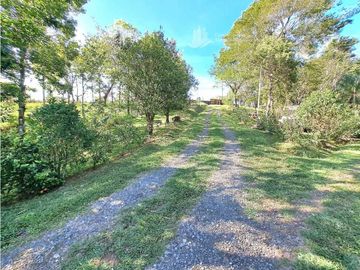 VENDO FINCA DE 12 HECTAREAS REFORESTADA