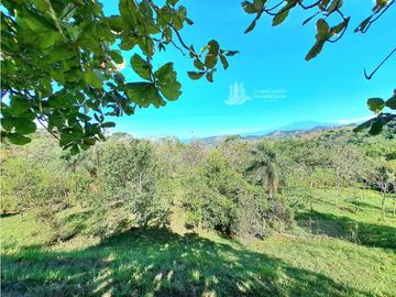 VENDO FINCA DE 12 HECTAREAS REFORESTADA
