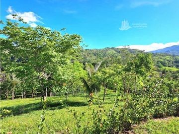 VENDO FINCA DE 12 HECTAREAS REFORESTADA