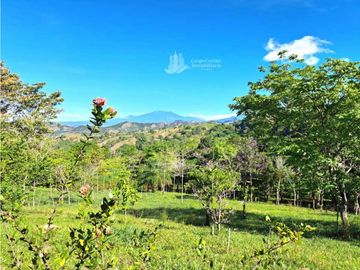 VENDO FINCA DE 12 HECTAREAS REFORESTADA