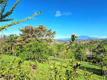 VENDO FINCA DE 12 HECTAREAS REFORESTADA