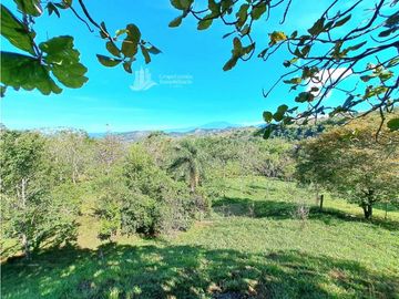 VENDO FINCA DE 12 HECTAREAS REFORESTADA