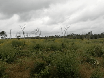 TERRENO EN VENTA TEMAX YUCATAN