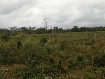 TERRENO EN VENTA TEMAX YUCATAN