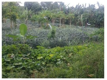 AFFORDABLE AND BEST DEAL TAGAYTAY FARM LOT BEST FOR RESORT, HOUSING, RECREATION CENTER, SEMINARY, REST HOUSE