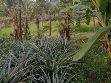 AFFORDABLE AND BEST DEAL TAGAYTAY FARM LOT BEST FOR RESORT, HOUSING, RECREATION CENTER, SEMINARY, REST HOUSE