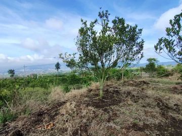 INVESTASI!!! Tanah kebun jeruk produktif omset jtaan