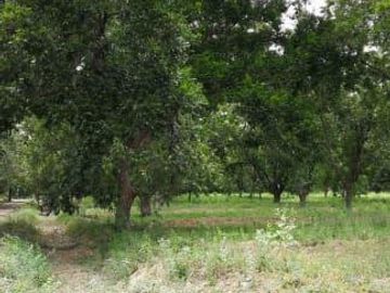 Terreno en Venta en San Buenaventura, Coahuila.
