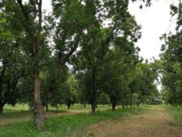 Terreno en Venta en San Buenaventura, Coahuila.