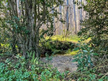 Agrícola en Venta en Terreno Futrono Orilla al Estero (Cerco perimetral gratis)