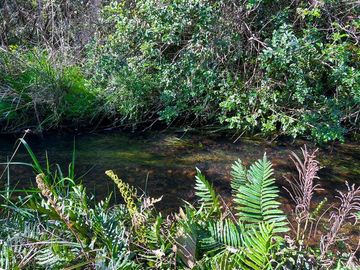 Agrícola en Venta en Terreno Futrono Orilla al Estero (Cerco perimetral gratis)