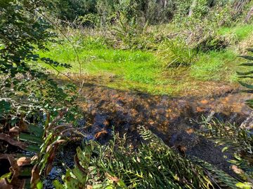 Agrícola en Venta en Terreno Futrono Orilla al Estero (Cerco perimetral gratis)