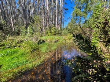 Agrícola en Venta en Terreno Futrono Orilla al Estero (Cerco perimetral gratis)